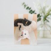 Witte en zwarte Kittens Briefkaart (Staand voorkant)