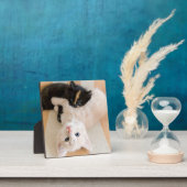 Witte en zwarte Kittens Fotoplaat (Insitu)