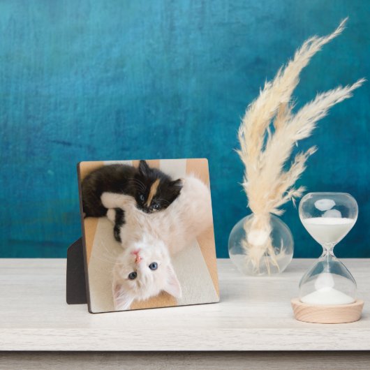 Witte en zwarte Kittens Fotoplaat (Insitu)