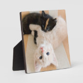 Witte en zwarte Kittens Fotoplaat (Voorkant)