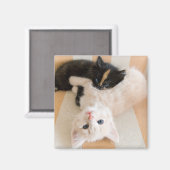 Witte en zwarte Kittens Magneet (Voorkant / Achterkant)