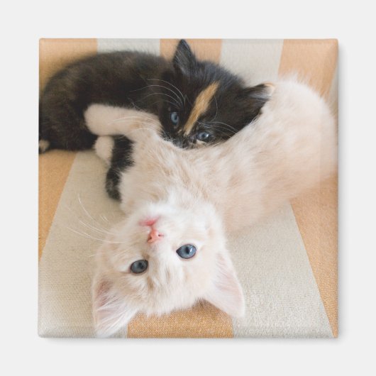 Witte en zwarte Kittens Magneet (Voorkant)