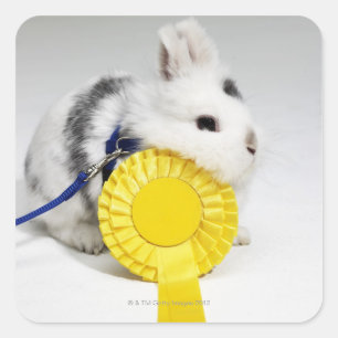 Witte en zwarte konijnen op blauwe leash met geel vierkante sticker