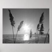 Witte en zwarte onkruid poster (Voorkant)