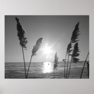 Witte en zwarte onkruid poster