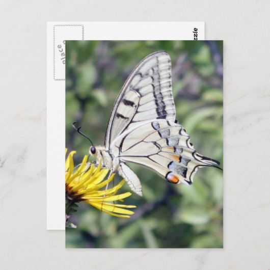 Witte en zwarte vlinder op de Gele Vloer Briefkaart (Voorkant / Achterkant)