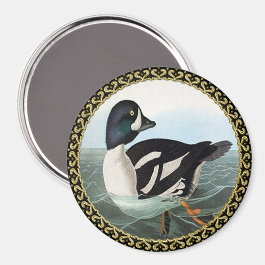 Witte en zwarte wilde eenden zwemmen in water magneet (Voorkant / Achterkant)