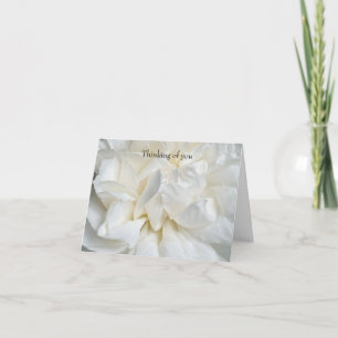 Witte Engelse roos close-up Kaart