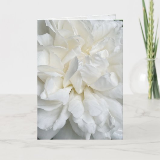 Witte Engelse roos close-up trouwkaart Kaart (Voorkant)