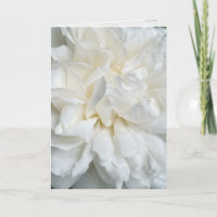 Witte Engelse roos close-up trouwkaart