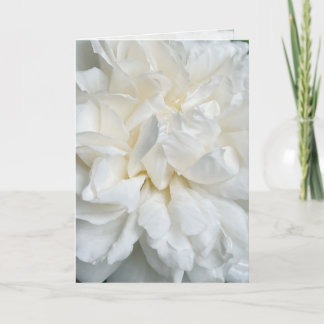 Witte Engelse roos close-up trouwkaart Kaart