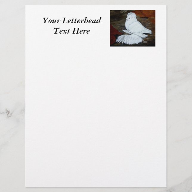 Witte Engelse trompetduif (Voorkant)