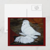 Witte Engelse trompetduif Briefkaart (Voorkant / Achterkant)