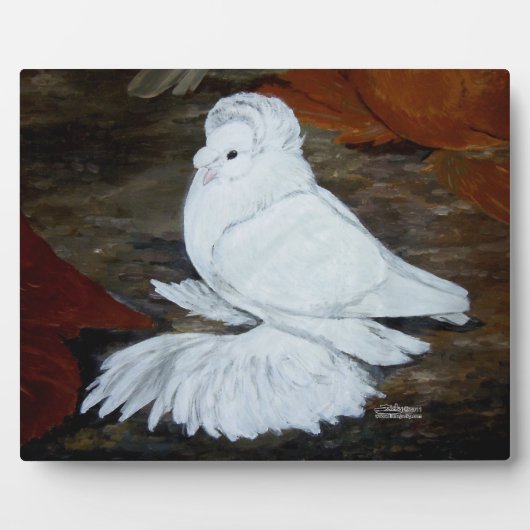 Witte Engelse trompetduif Fotoplaat (Voorkant)