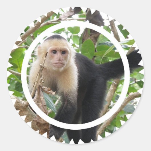 Witte Faced Capuccin Monkey Stickers (Voorkant)