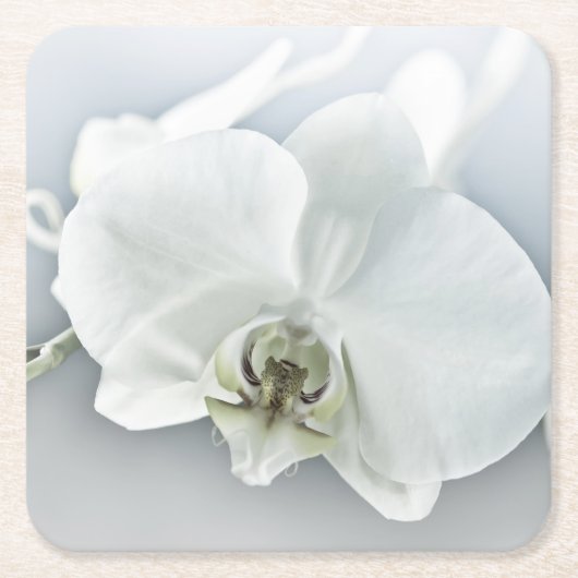 Witte faleonopsis orchidee kartonnen onderzetters (Voorkant)
