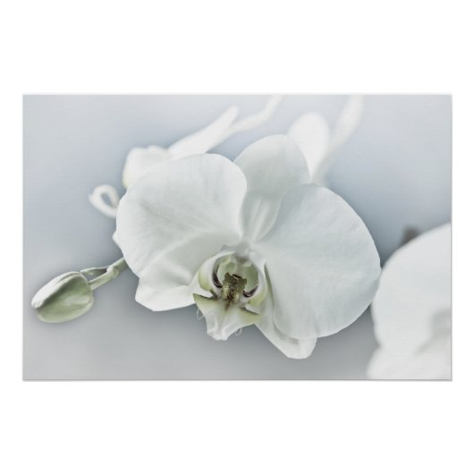 Witte faleonopsis orchidee perfect poster (Voorkant)