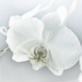 Witte faleonopsis orchidee sticker (Voorkant)