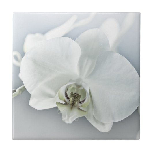 Witte faleonopsis orchidee tegeltje (Voorkant)