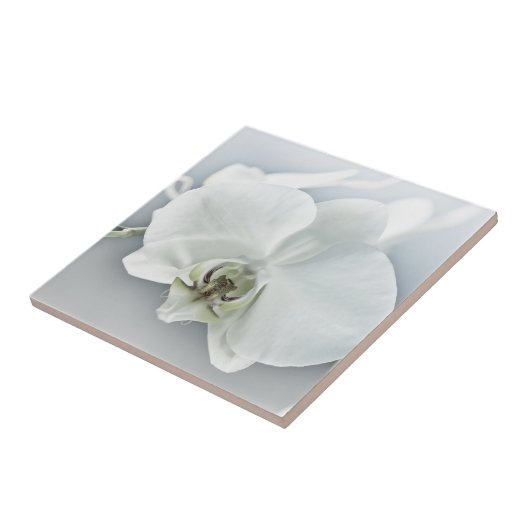Witte faleonopsis orchidee tegeltje (Zijkant)