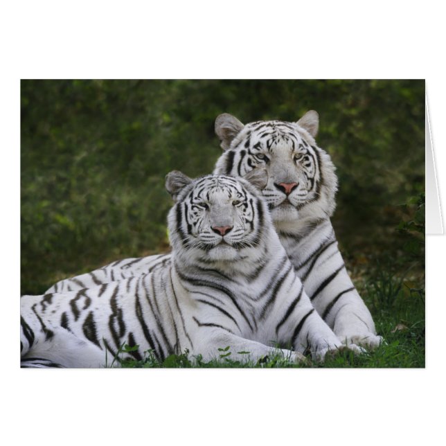Witte fase, Bengaalse tijger, Tigris (Voorkant Horizontaal)
