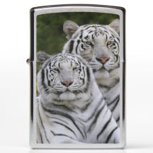 Witte fase, Bengaalse tijger, Tigris