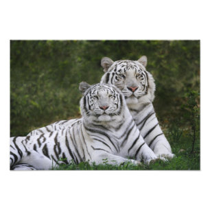 Witte fase, Bengaalse tijger, Tigris Foto Afdruk
