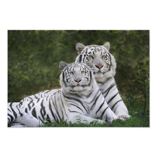 Witte fase, Bengaalse tijger, Tigris Foto Afdruk (Voorkant)