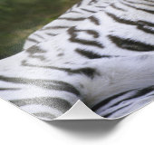Witte fase, Bengaalse tijger, Tigris Foto Afdruk (Hoek)