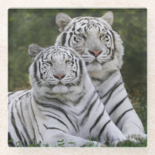 Witte fase, Bengaalse Tijger, Tigris Glazen Onderzetter