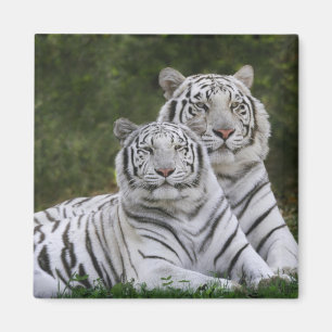 Witte fase, Bengaalse tijger, Tigris Magneet
