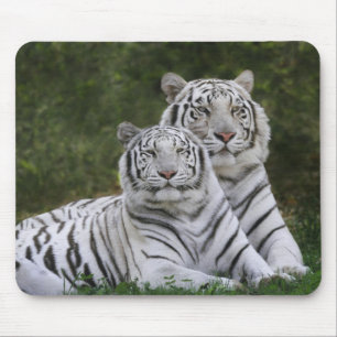 Witte fase, Bengaalse tijger, Tigris Muismat