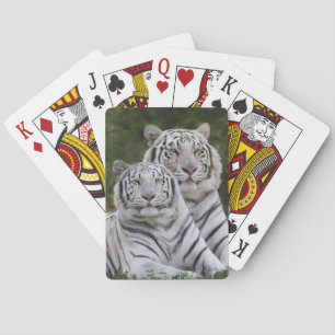Witte fase, Bengaalse Tijger, Tigris Speelkaarten