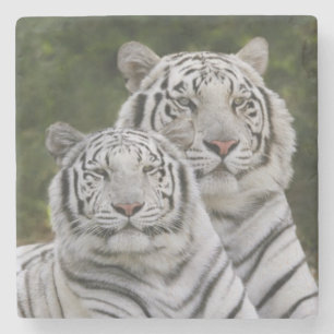 Witte fase, Bengaalse tijger, Tigris Stenen Onderzetter