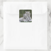 Witte fase, Bengaalse tijger, Tigris Vierkante Sticker (Tas)