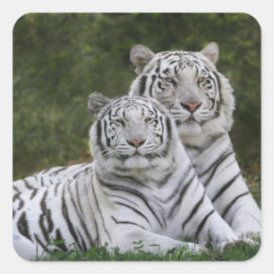 Witte fase, Bengaalse tijger, Tigris Vierkante Sticker
