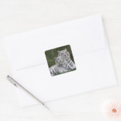 Witte fase, Bengaalse tijger, Tigris Vierkante Sticker (Envelop)