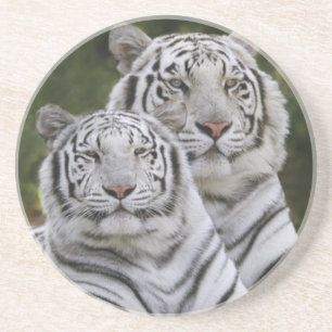 Witte fase, Bengaalse tijger, Tigris Zandsteen Onderzetter