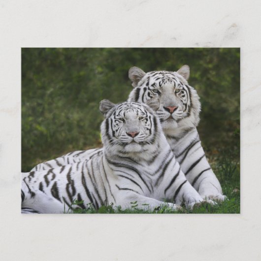 Witte fase, Bengal Tiger, Tigris Briefkaart (Voorkant)