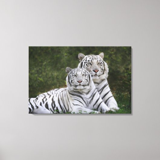Witte fase, Bengal Tiger, Tigris Canvas Afdruk (Voorkant)