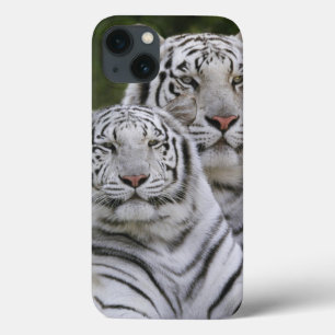 Witte fase, Bengal Tiger, Tigris iPhone 13 Hoesje