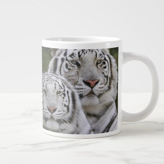 Witte fase, Bengal Tiger, Tigris Grote Koffiekop (Rechts)