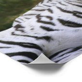 Witte fase, Bengal Tiger, Tigris Poster (Hoek)