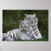 Witte fase, Bengal Tiger, Tigris Poster (Voorkant)