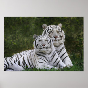 Witte fase, Bengal Tiger, Tigris Poster