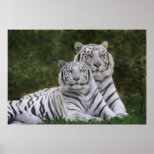 Witte fase, Bengal Tiger, Tigris Poster (Voorkant)
