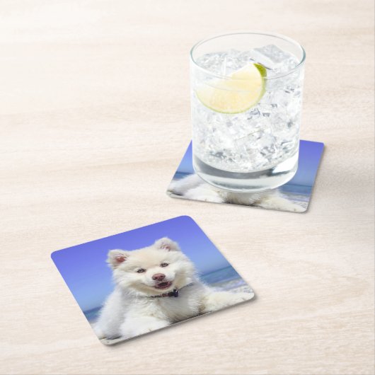 Witte Finse Lapphond Puppy Schattig Kartonnen Onderzetters (Insitu)