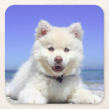 Witte Finse Lapphond Puppy Schattig
