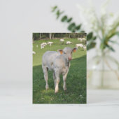 Witte foto van charolais kalf briefkaart (Staand voorkant)