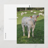 Witte foto van charolais kalf briefkaart (Voorkant / Achterkant)